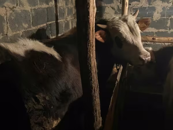 Bulle, Kasachische Weißkopfkuh