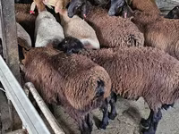 Cabro, Boer goat — foto 4