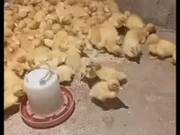 بكين ألماني — الصورة 2