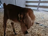 Ziegenbock, Nubian Goat — Foto 7