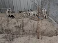 Cabra, Cabras — foto 8