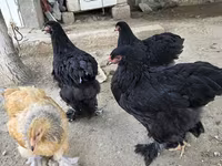 Brahma — photo 3