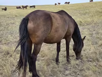 Yegua, Kazakh horse — foto 7