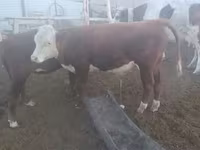 Bull, Simmental cattle — photo 7