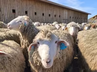 نعجة, Edilbay sheep — الصورة 1