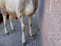 Ram, Arashan sheep — photo 4