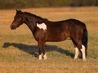 Horse (M), Pinto horses — photo 2