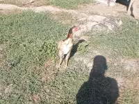 Chickens — photo 2