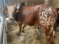 Toro, Cebú — foto 4