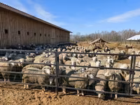 Carnero, Kuibyshev sheep — foto 3