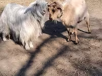 Goat, Goats — photo 1