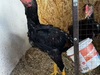 Chickens — photo 5