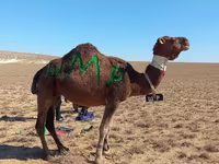 Camel, Arvana camel — photo 1