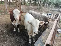 Toro, Simmental cattle — foto 5
