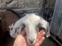 Goat, Nubian Goat — photo 4