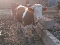 ثور, Simmental cattle — الصورة 2