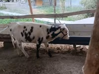 Rinder (Partie, Geschlecht nicht angegeben), Russian Black pied cattle — Foto 1