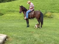 Caballo, Rocky Mountain Horse — foto 5