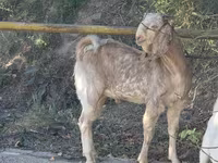 Ziege, Beetal goats — Foto 1