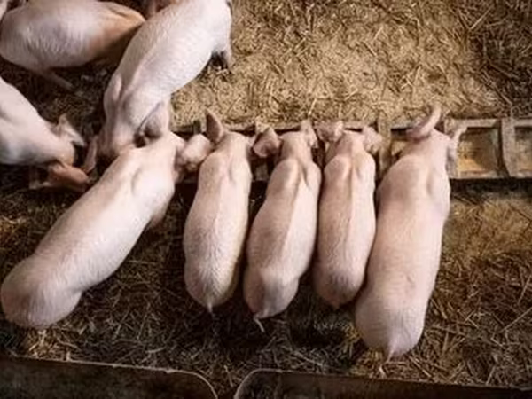 Verro, Крупная белая