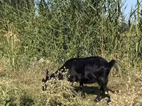 Cabra, Czech Brown Shorthaired goats — foto 5