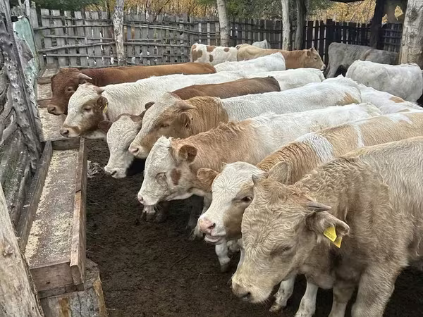 Toro, Simmental cattle