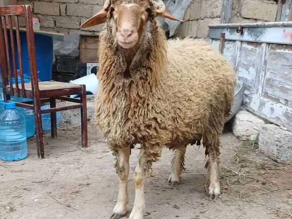 मेढ़ा, भेड़