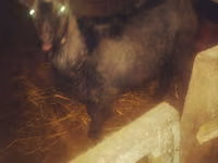 母山羊, Goats — 照片 2