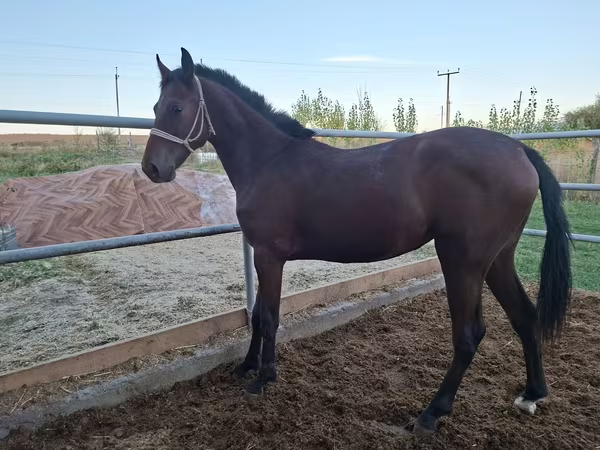 Stute, Kazakh horse