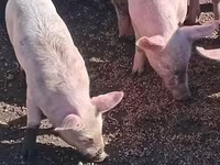 Pigs (batch, sex not specified), Pigs — photo 2