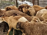 Ovejas (lote, sexo no especificado), Karabakh sheep — foto 4