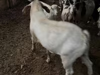 Ziege, Ziegen — Foto 2