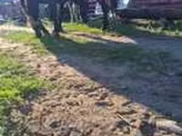 Stute, Pferde — Foto 3