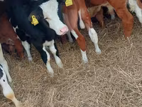 Cattle (batch, sex not specified), Simmental cattle — photo 1