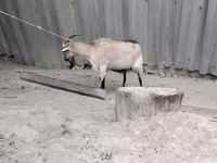 Cabra, Cabras — foto 2