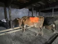 Kuh, Holstein-Rasse — Foto 3