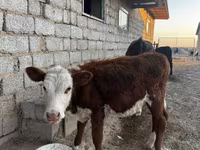 ثور, الماشية — الصورة 4