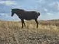 فرس, Kazakh horse — الصورة 6