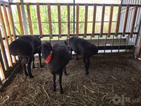 Carnero, Hissar sheep — foto 8