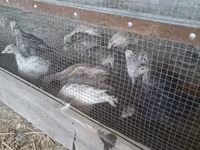Slovenian Silver Hen — photo 6