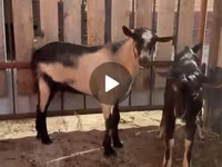 Ziegenbock, Alpine goat — Foto 6