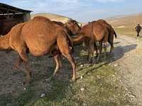 Camel, Camels — photo 2