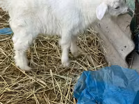 Ziegenbock, Saanen goat — Foto 1
