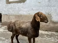 أغنام (دفعة، الجنس غير محدد), الأغنام — الصورة 1