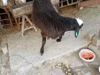 Ram, Blackheaded Persian sheep — photo 7