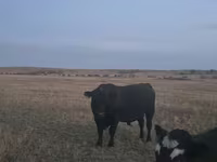 Bulle, Latvian Blue cattle — Foto 1