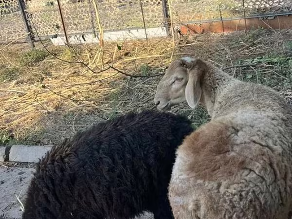 Ram, Hissar sheep