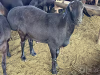 Carnero, Hissar sheep — foto 4