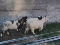 Ziege, Nubian Goat — Foto 5
