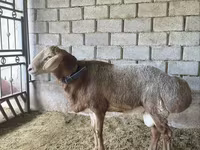 Carnero, Arashan sheep — foto 5